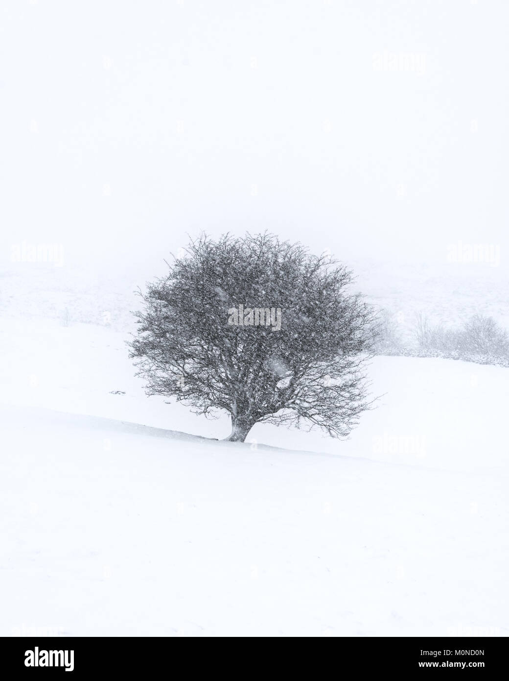 Un árbol solitario añade contraste con un paisaje blanco durante una tormenta de nieve Foto de stock