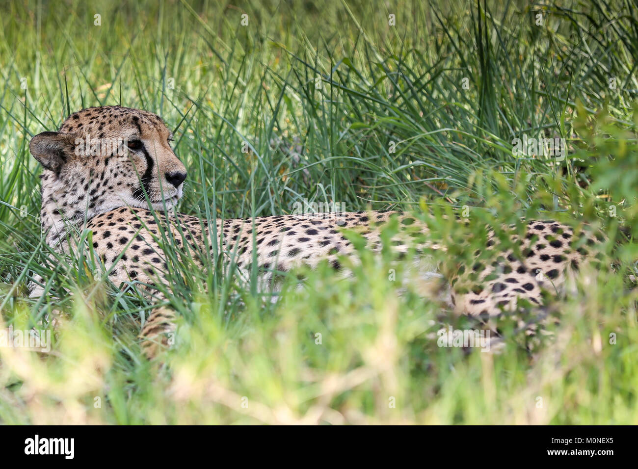 Macho joven guepardo tumbado en long exuberante césped verde con hierba borrosa en primer plano Foto de stock