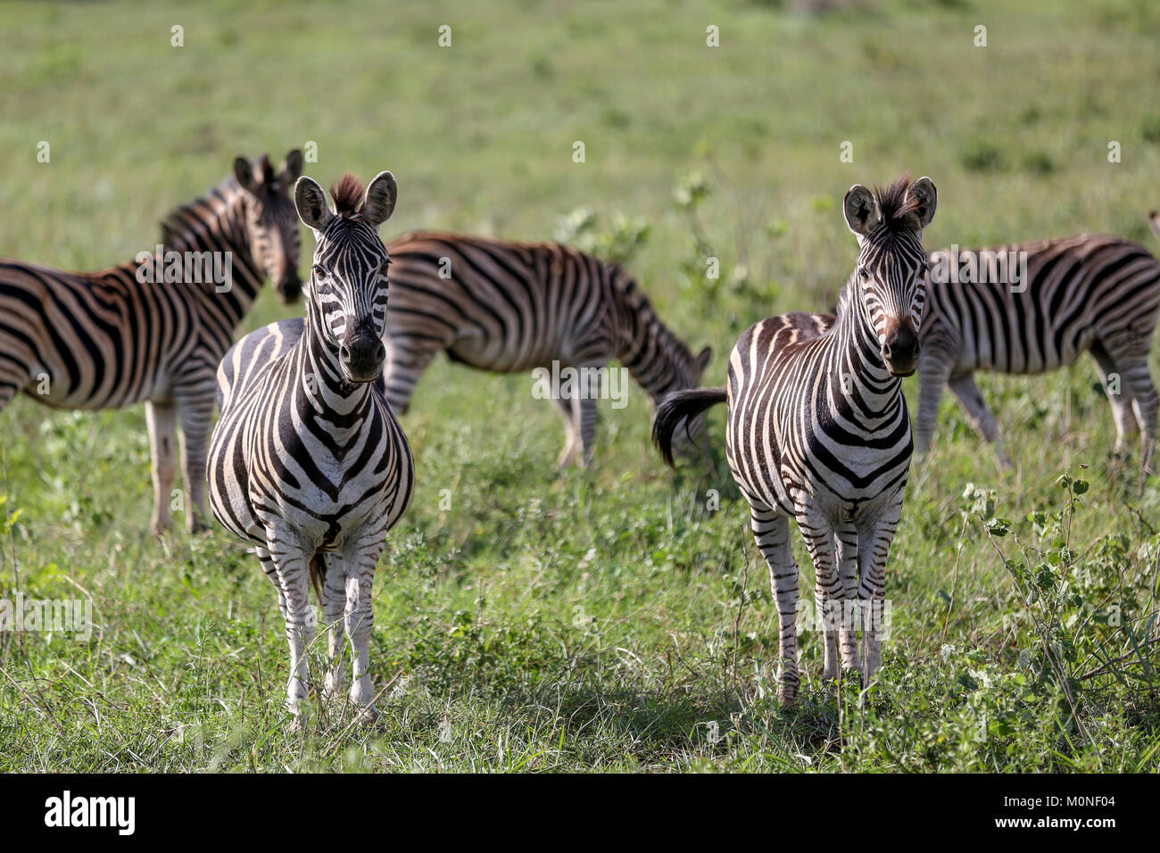 Un par de Zebra mirando a la cámara con otros zebra y prados de fondo borroso Foto de stock