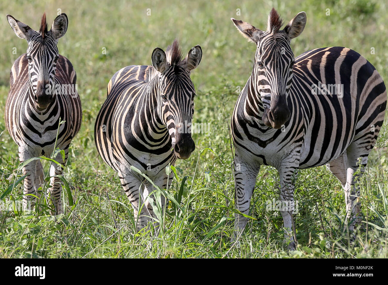 Tres Zebra frente a la cámara de fondo en pastizales Foto de stock