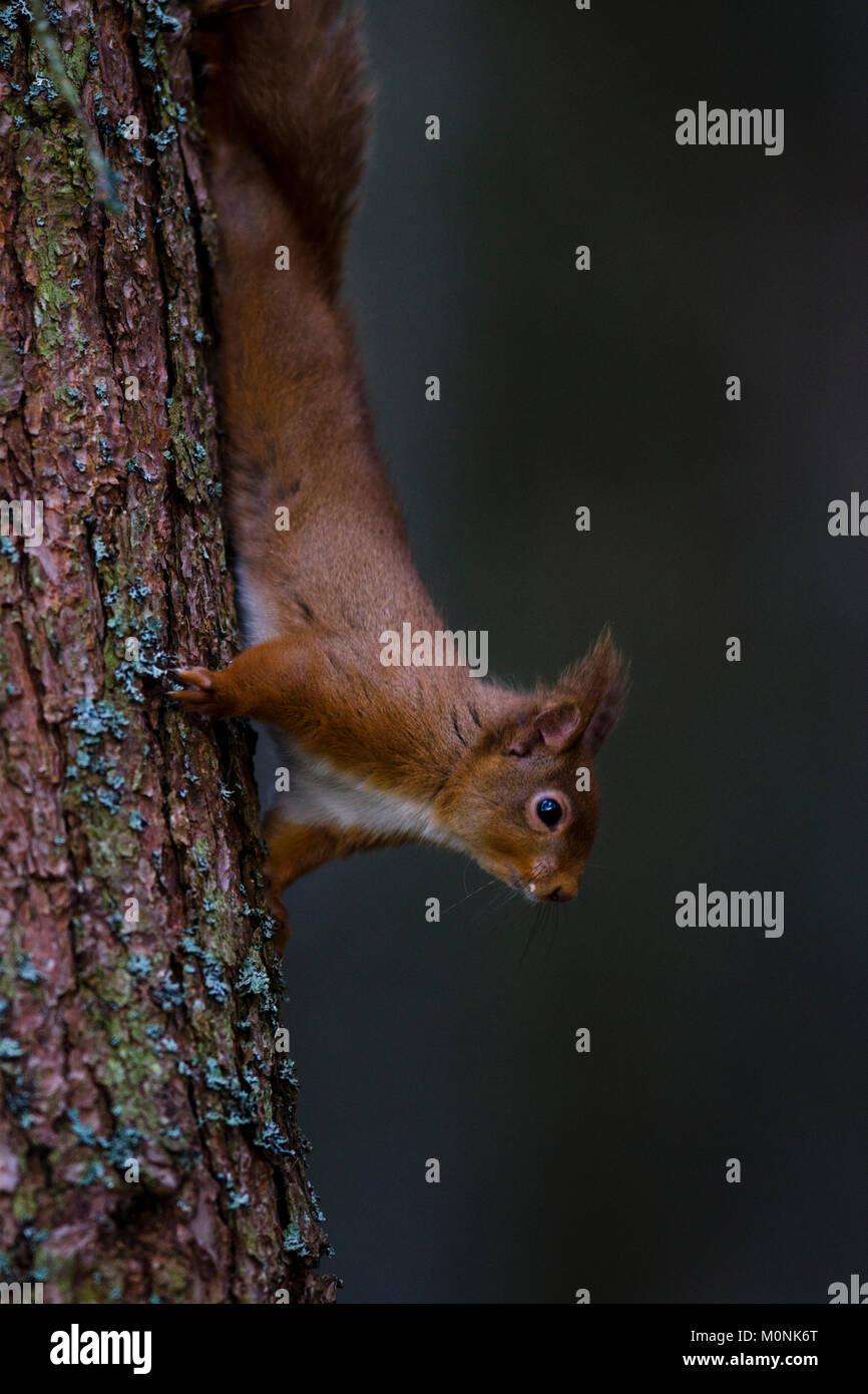 Ardilla roja Clibing abajo un árbol en Escocia Foto de stock