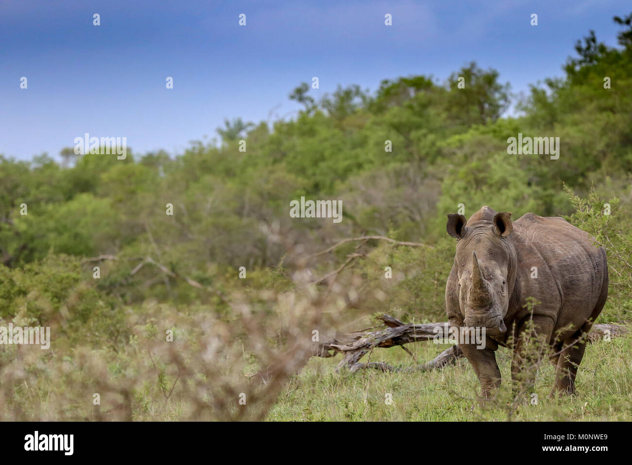 White Rhino partida hacia la cámara con árboles y ramas de primer plano y de fondo. Foto de stock