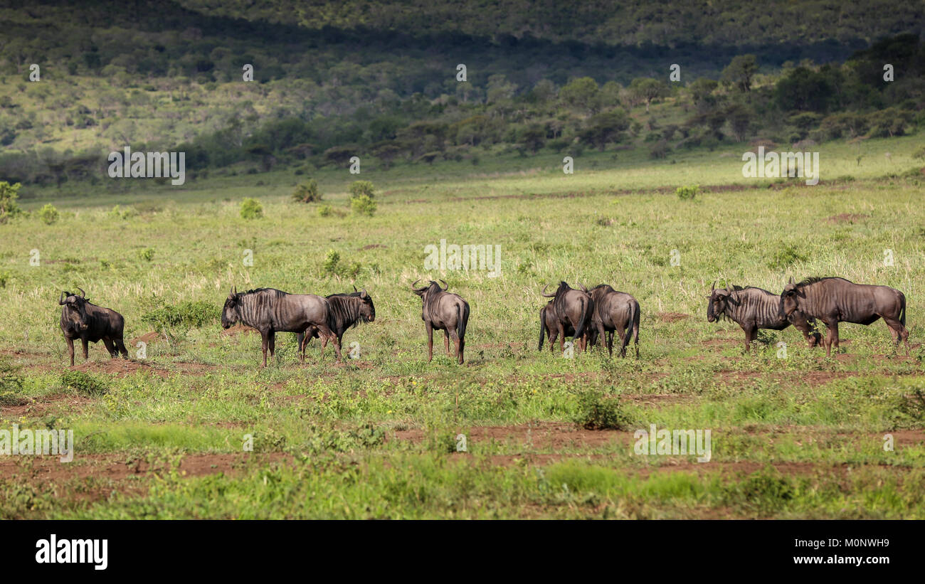 Un grupo de ñus en la llanura en Sudáfrica Foto de stock