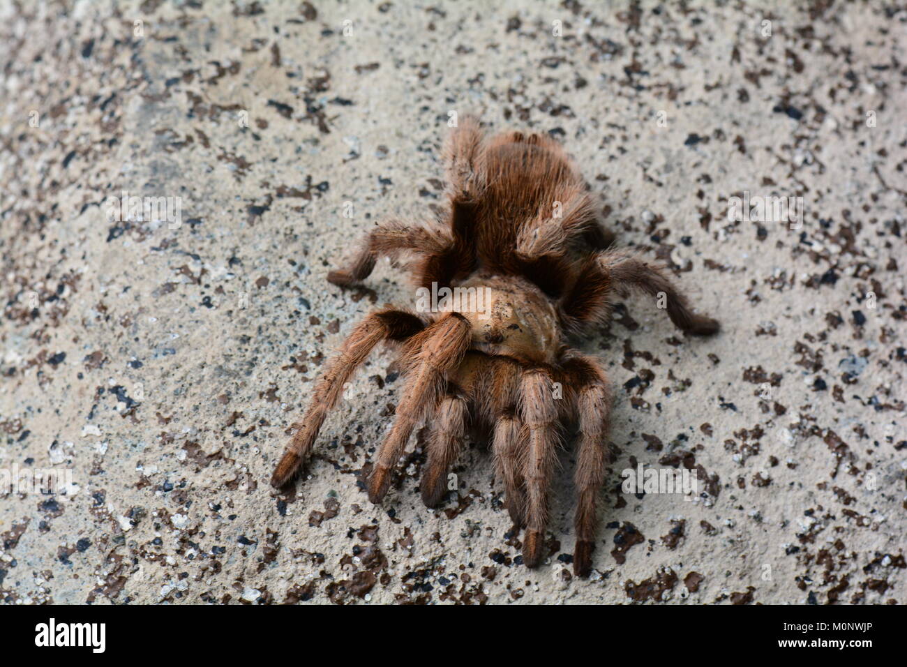 Una araña de tarántula se mezcla con su entorno. Araña de pájaro Goliat. Foto de stock
