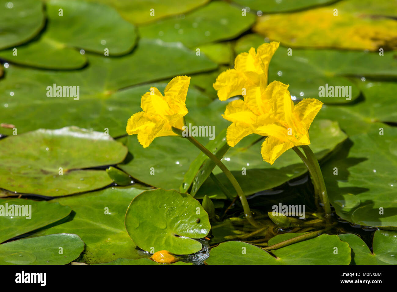 Franja de agua (Nymphoides peltata),el Burgenland, Austria Foto de stock