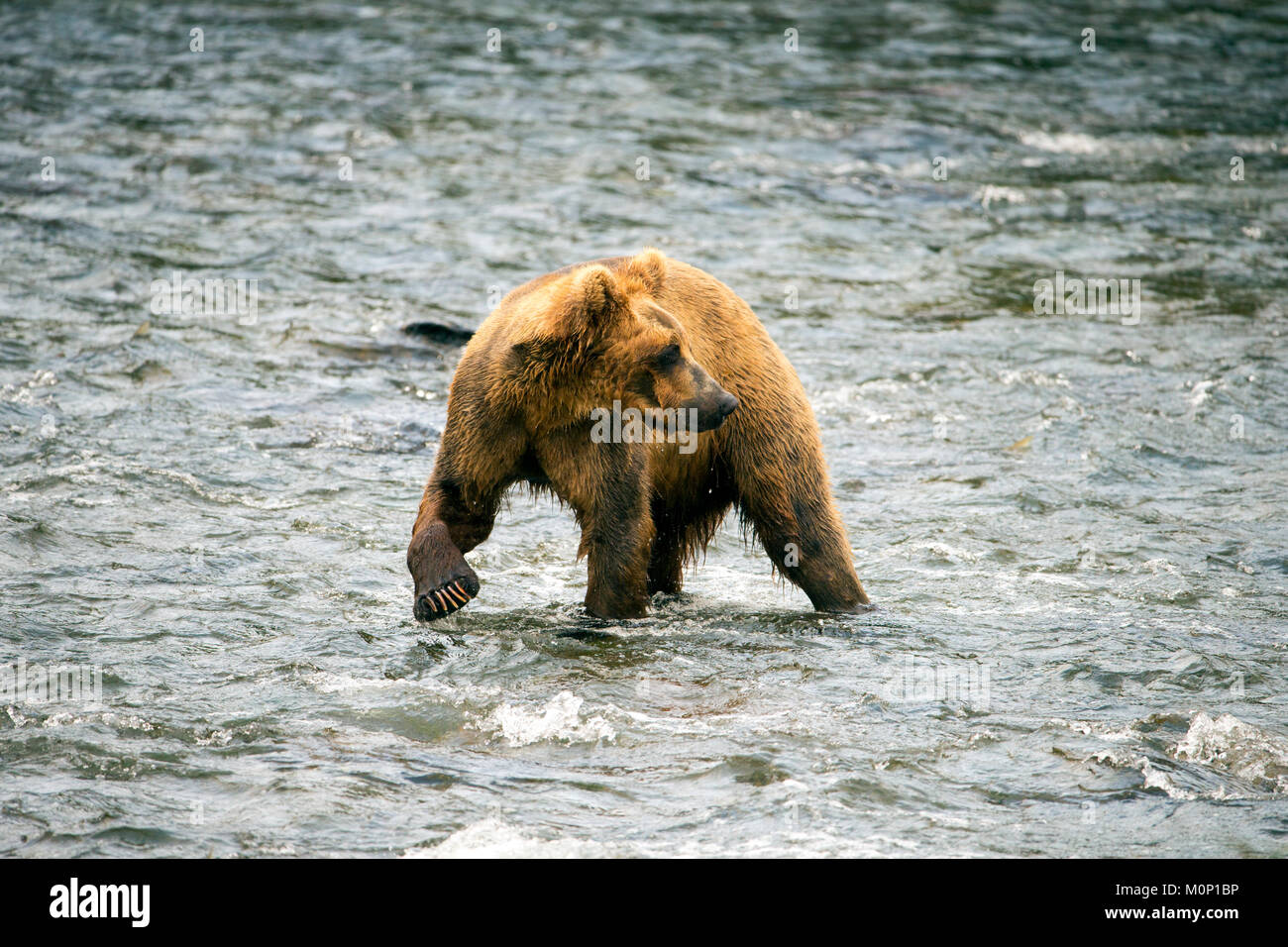 El Alaska Brown Bear caminando por la orilla del lago en un remoto lago en Alaska, EE.UU. Conocidos por ser los grandes de grandes osos pardos, este joven oso está fuera y Foto de stock