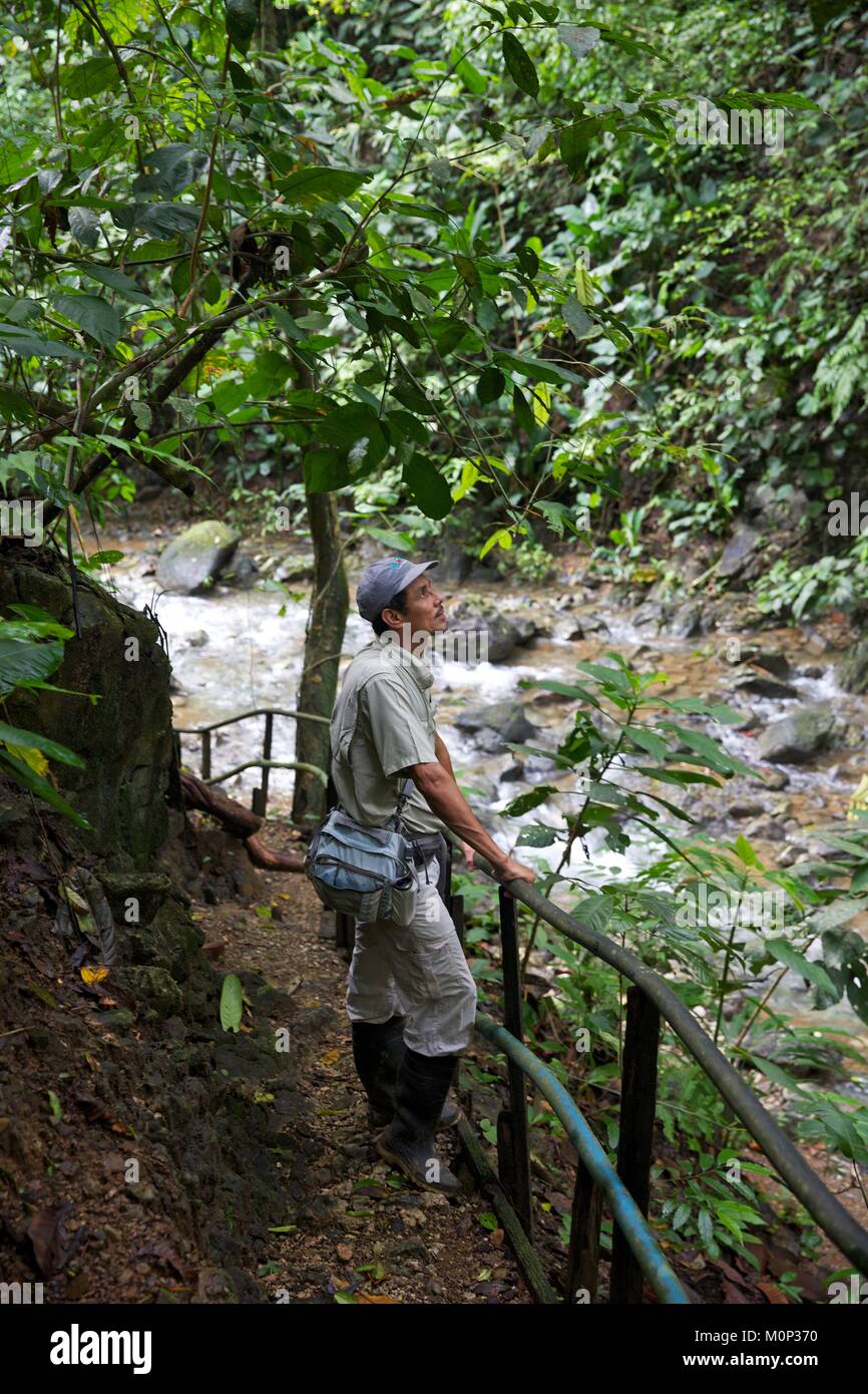 Costa Rica,Península de Osa,guía naturalista frente a un río en el bosque primario en el área de la Lapa Ríos Ecolodge Foto de stock