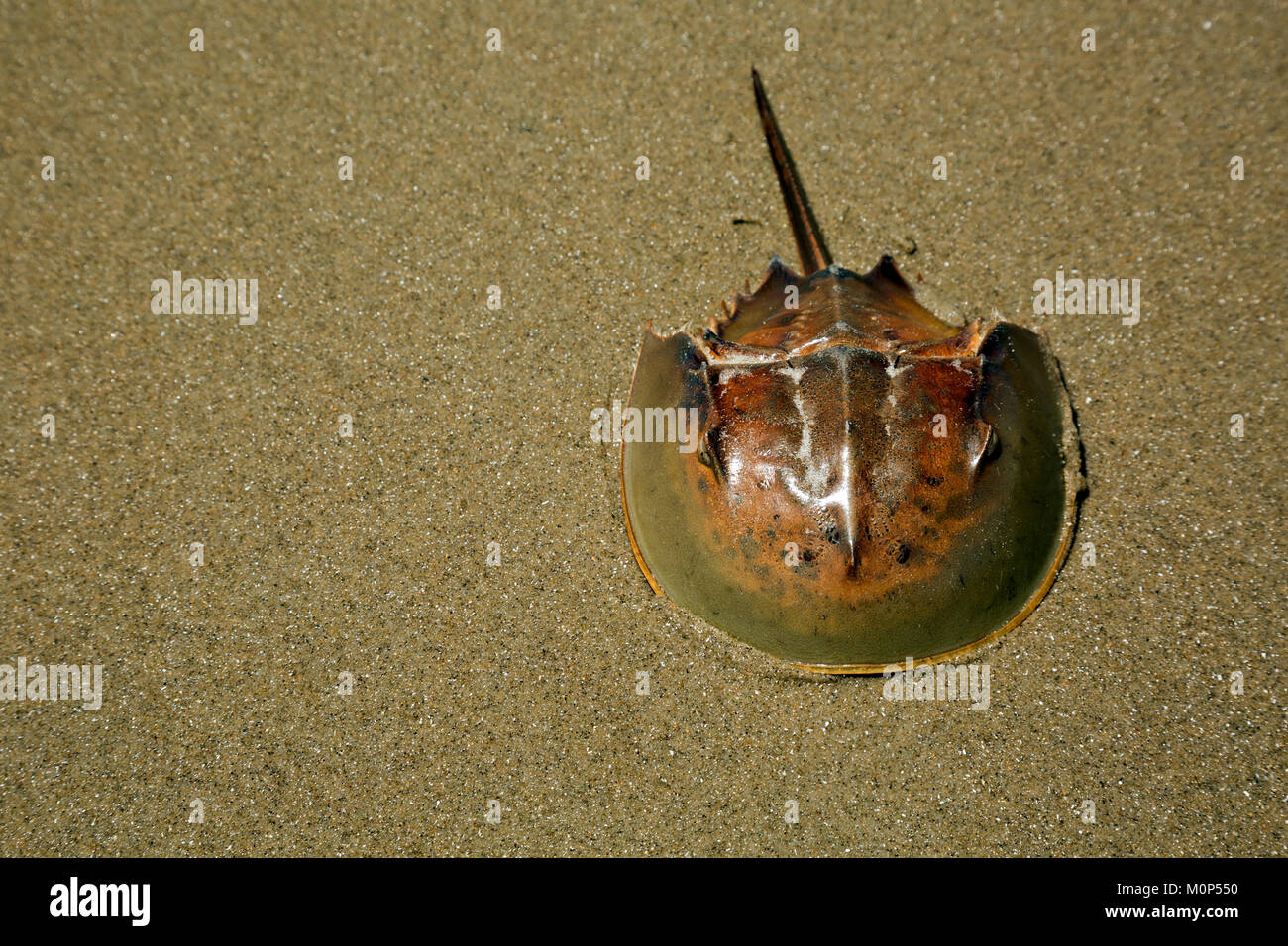 NC01412-00...CAROLINA DEL NORTE - El duro caparazón del límulo encontradas a lo largo de las playas de arena de la Outer Banks. Foto de stock