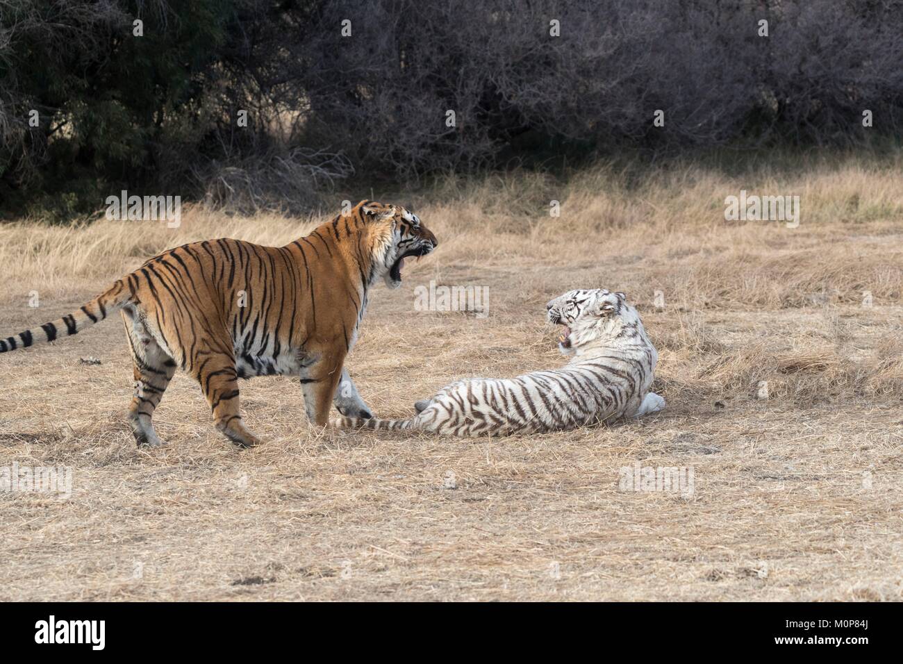 Sudáfrica,Reserva Privada,Asiáticos (Bengala) el tigre (Panthera tigris tigris),uno regular y uno blanco,descansando entre dos sesiones de apareamiento Foto de stock
