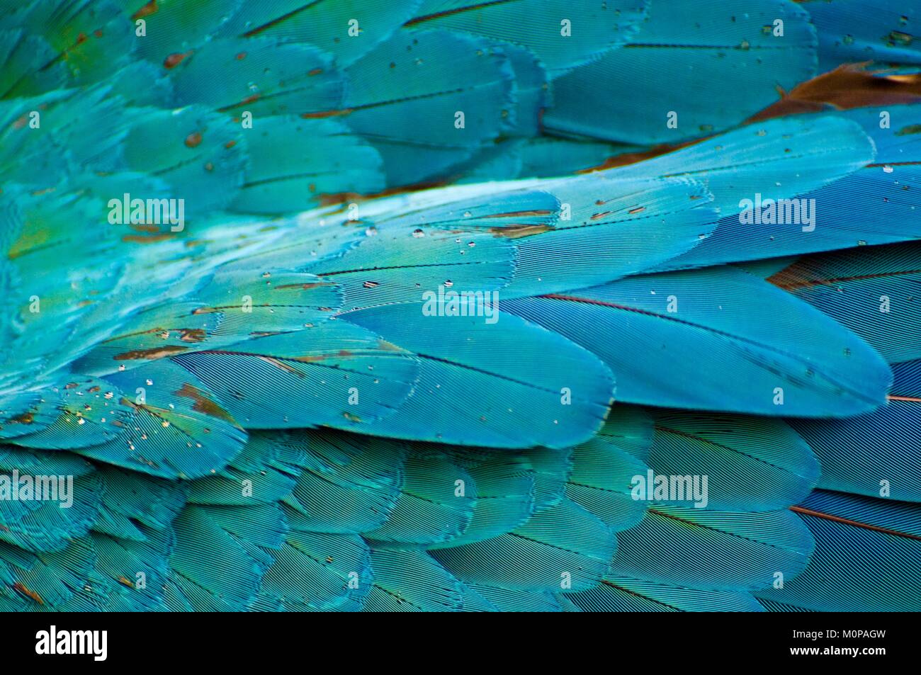 Francia,Guadalupe,Basse-Terre,Deshaies,jardín botánico y animal, detalle de un ala de Ara azul (Ara ararauna) Foto de stock