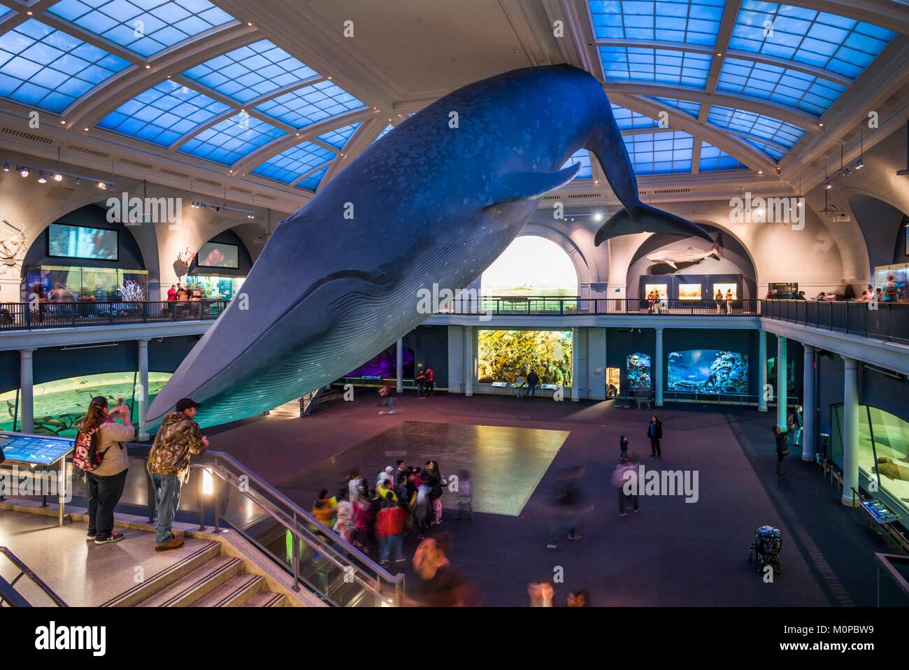 Estados Unidos,Nueva York,Nueva York,Upper West Side, el Museo de Historia Natural,Millstein Hall familiar de la vida del océano Foto de stock
