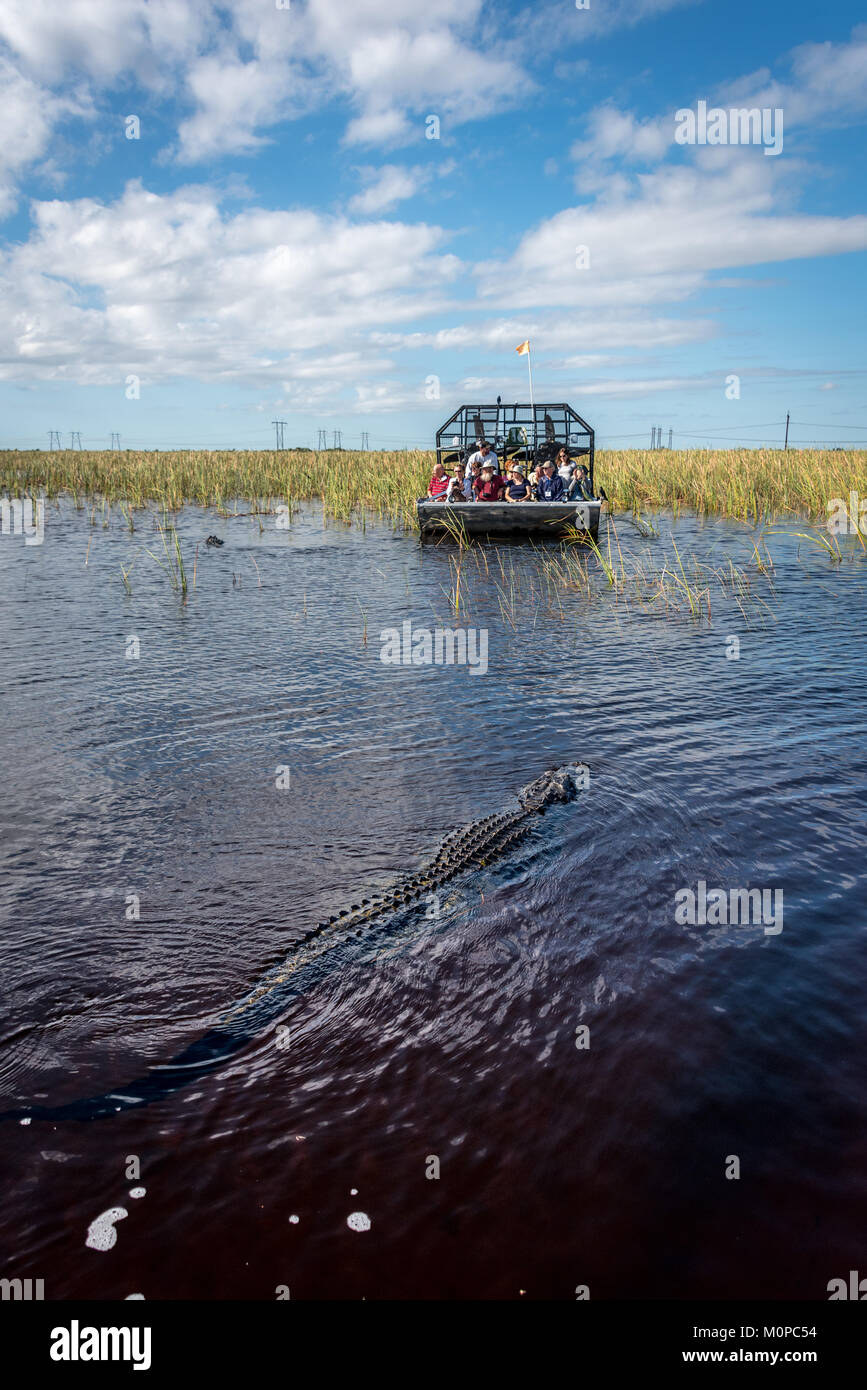 En aerodeslizadores aproxima Alligator Everglades de Florida en Sawgrass Recreation Park, una excursión muy popular para los turistas de Fort Lauderdale, bote de aire Foto de stock