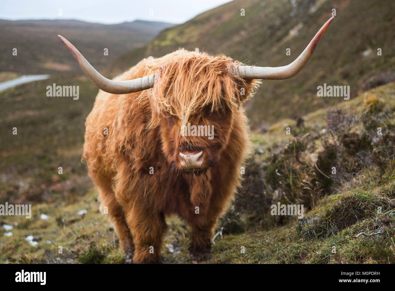 Reino Unido,Escocia,Sierra,Inner Hebrides,Isla de Sky,Elgol,vaca peluda de la raza bovina de Highland Foto de stock