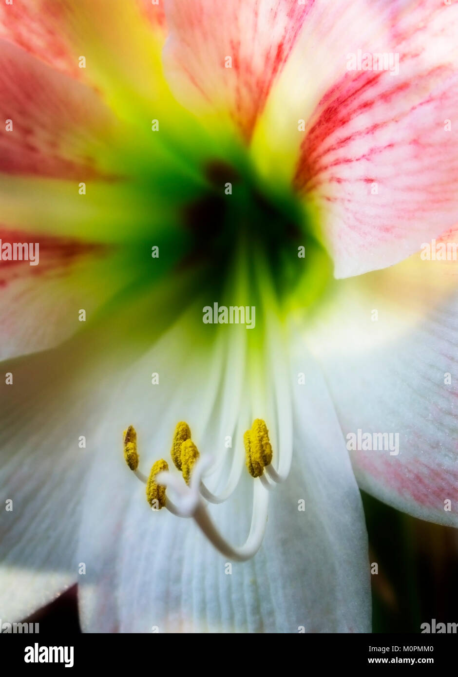 Hoja de lirio de pascua fotografías e imágenes de alta resolución - Alamy