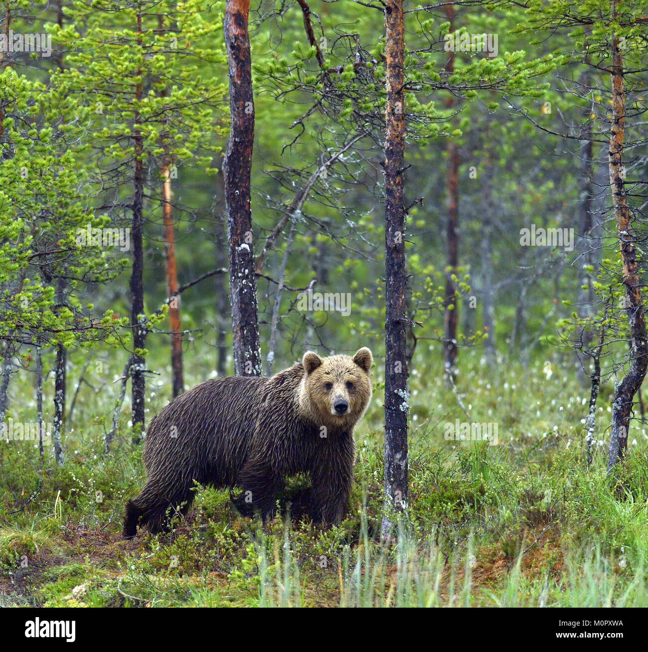 Wild oso pardo (ursus arctos) en el bosque de verano Foto de stock