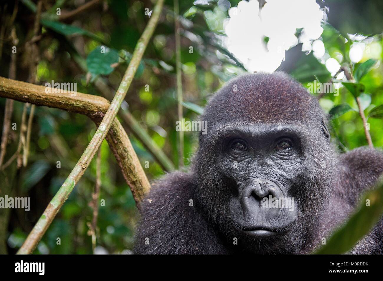 Retrato de un gorila de las tierras bajas occidentales (Gorilla gorilla gorilla) cerca en una corta distancia. Hembra adulta de un gorila en un hábitat natural. Selva de Foto de stock