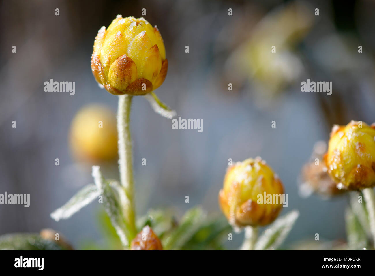 Frost und Rauhreif un einer Garten-Strohblume (Helichrysum bracteatum), Oberbayern, Bayern, Deutschland Foto de stock