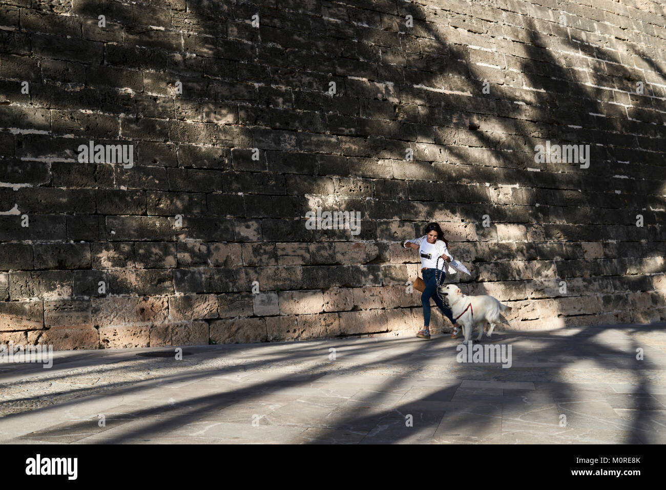 Bonita chica de moda y Golden perro correr juntos bajo las palmeras sombras en verano. Foto de stock