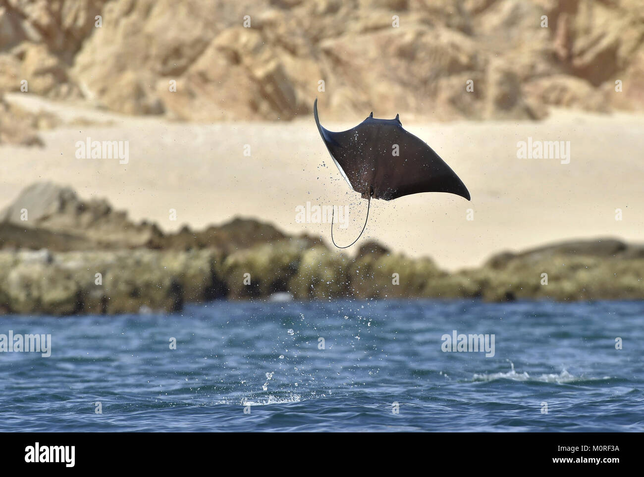 Mobula ray saltando fuera del agua. Mobula munkiana, conocida como la manta de monje, Munk de diablo diablo pigmeo ray, ray, smoothtail mobula, es una especie de o Foto de stock