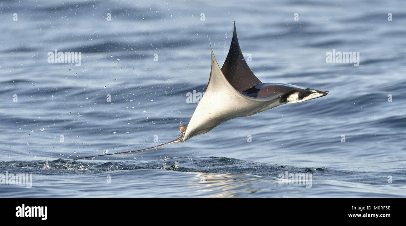 Mobula ray saltando fuera del agua. Mobula munkiana, conocida como la manta de monje, Munk de diablo diablo pigmeo ray, ray, smoothtail mobula, es una especie de o Foto de stock