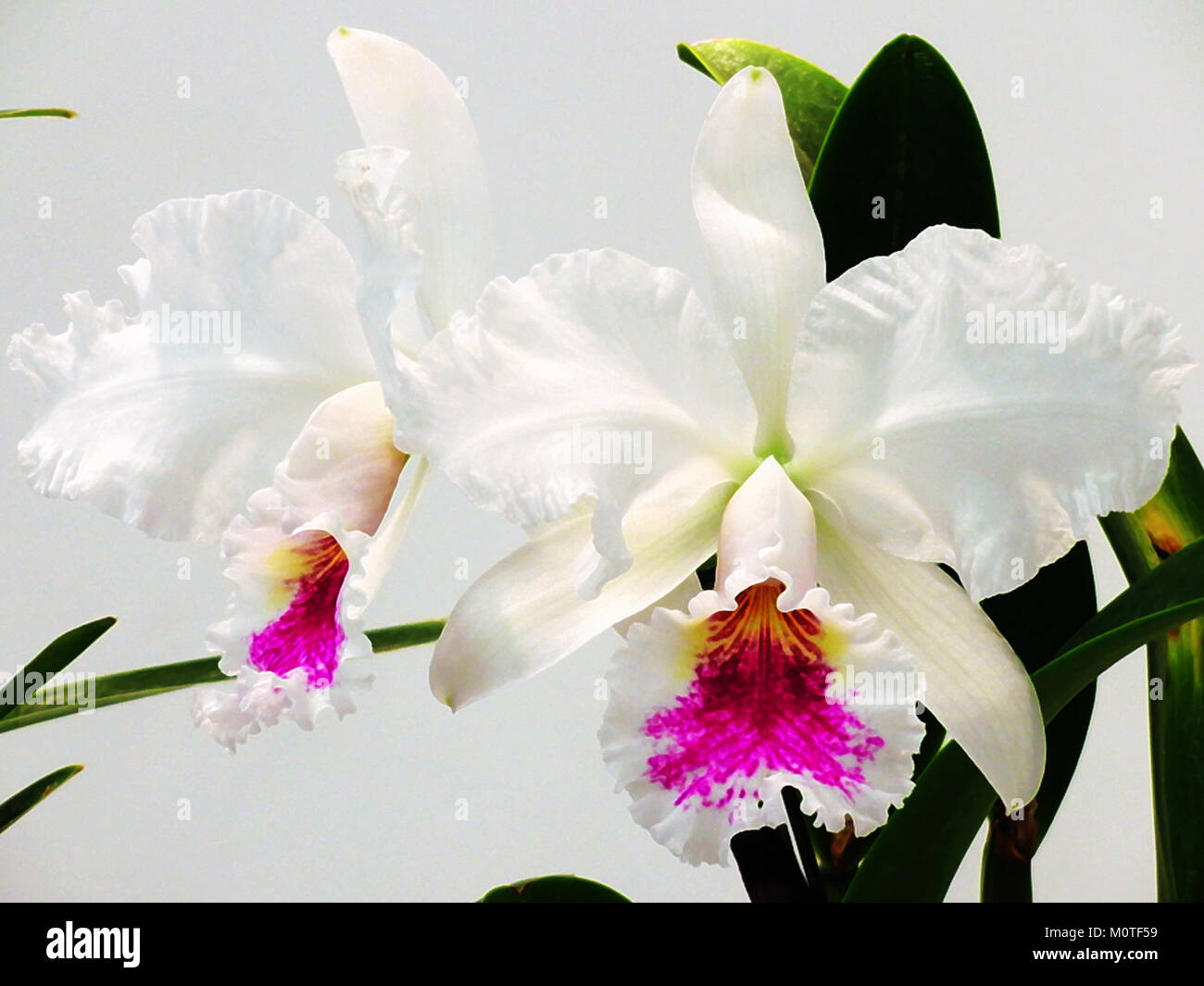 Cattleya jenmanii forma semi-alba K-D-Gonzallez Foto de stock