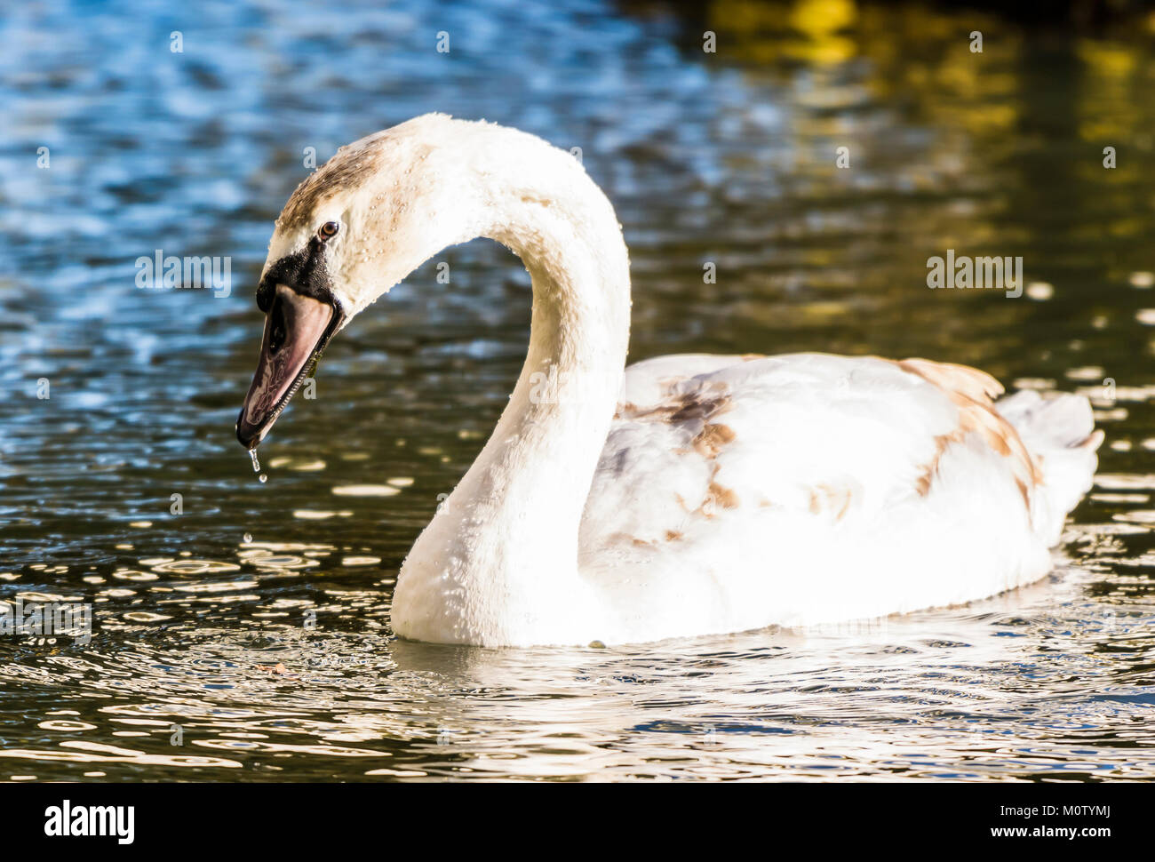 Cisne en el lago octogonal, Stowe, Buckinghamshire, REINO UNIDO Foto de stock