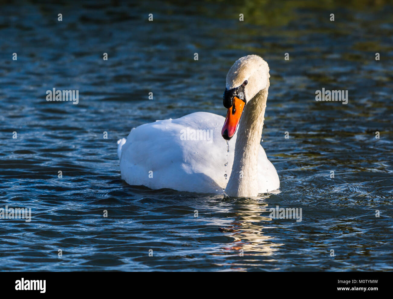 Cisne en el lago octogonal, Stowe, Buckinghamshire, REINO UNIDO Foto de stock