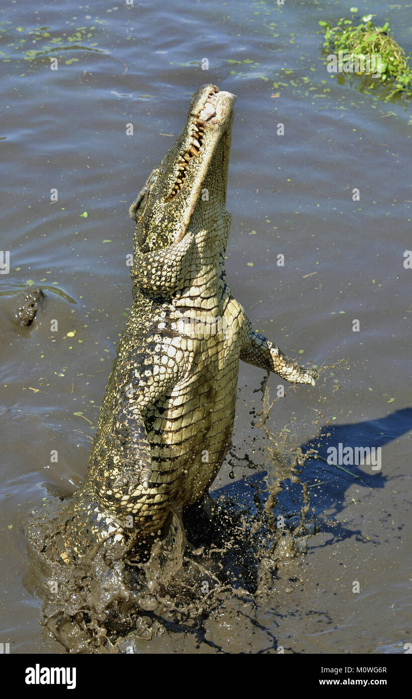 Ataque de cocodrilo. Cocodrilo cubano (Crocodylus rhombifer). El cocodrilo cubano salta fuera del agua. Cuba Foto de stock