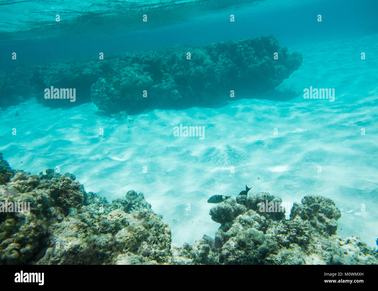 Peces tropicales en los arrecifes de coral frente a la costa de Playa en Yejele Tadine, Mare, Nueva Caledonia Foto de stock