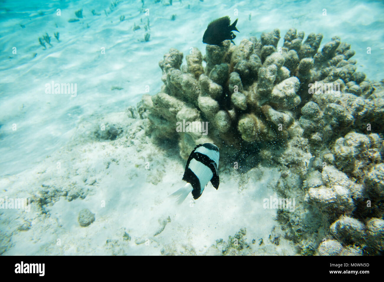 Tres rayas oscuras y damisela Pez Cirujano en los arrecifes de coral frente a la costa de Playa en Yejele Tadine, Mare, Nueva Caledonia Foto de stock