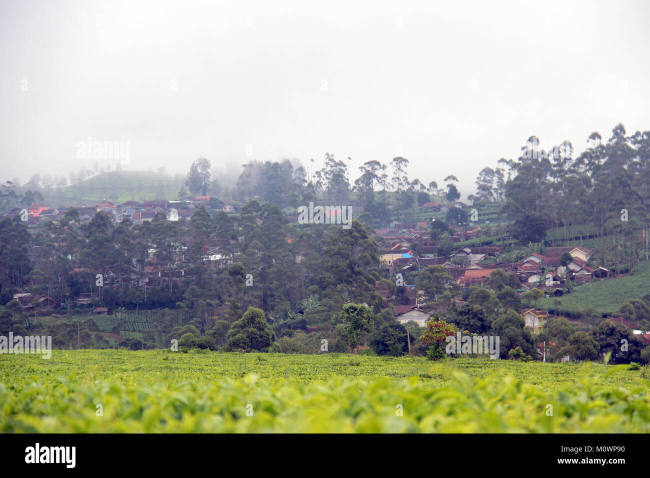 Asentamiento en la plantación de té de Malabar, Kabupaten Bandung, Java Occidental, Indonesia Foto de stock