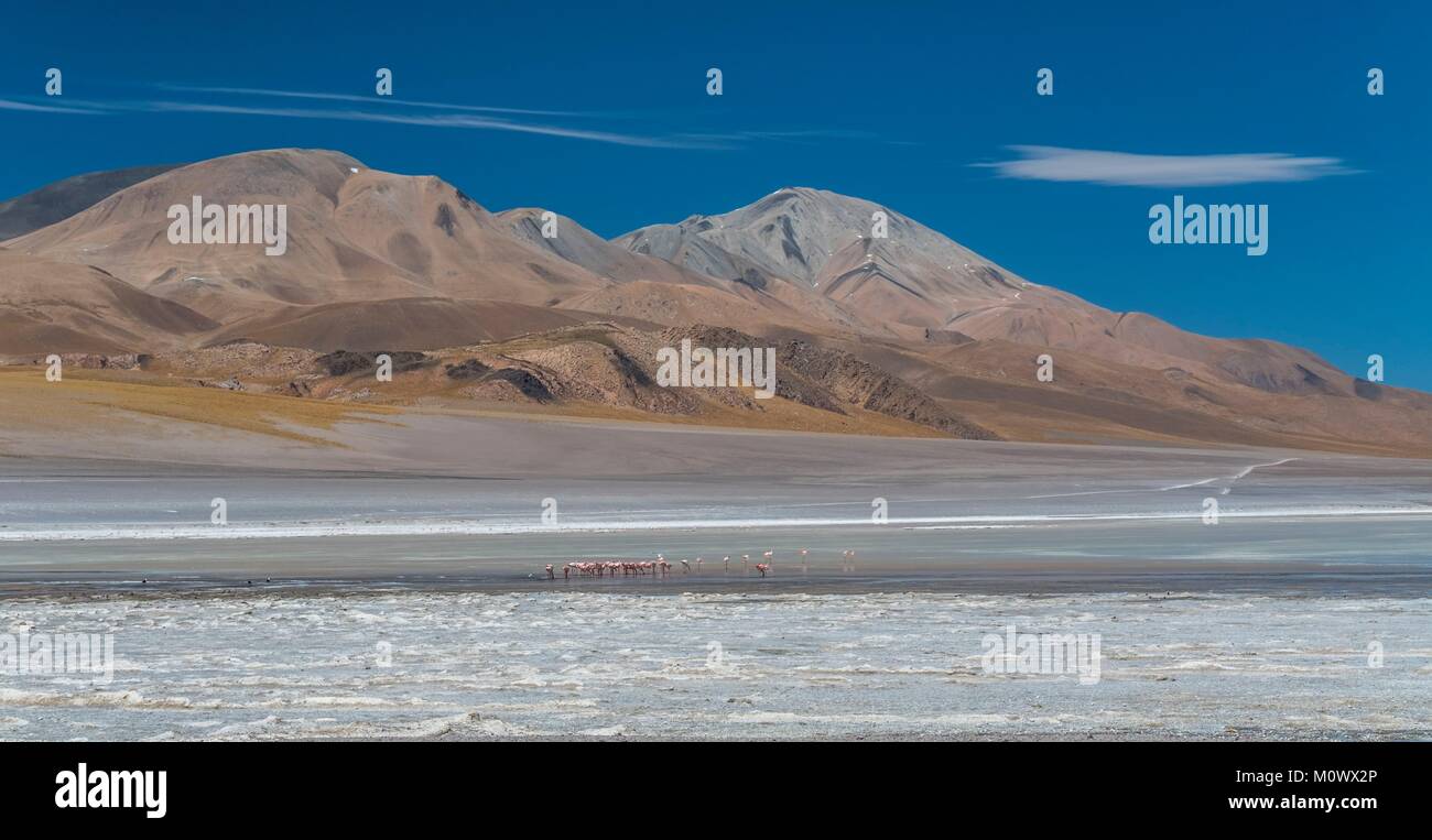 Argentina, provincia de Catamarca, el desierto puneño, El Peñón, James's flamingo (Phoenicoparrus jamesi) en la Laguna Grande en la ruta al volcan Galan Foto de stock