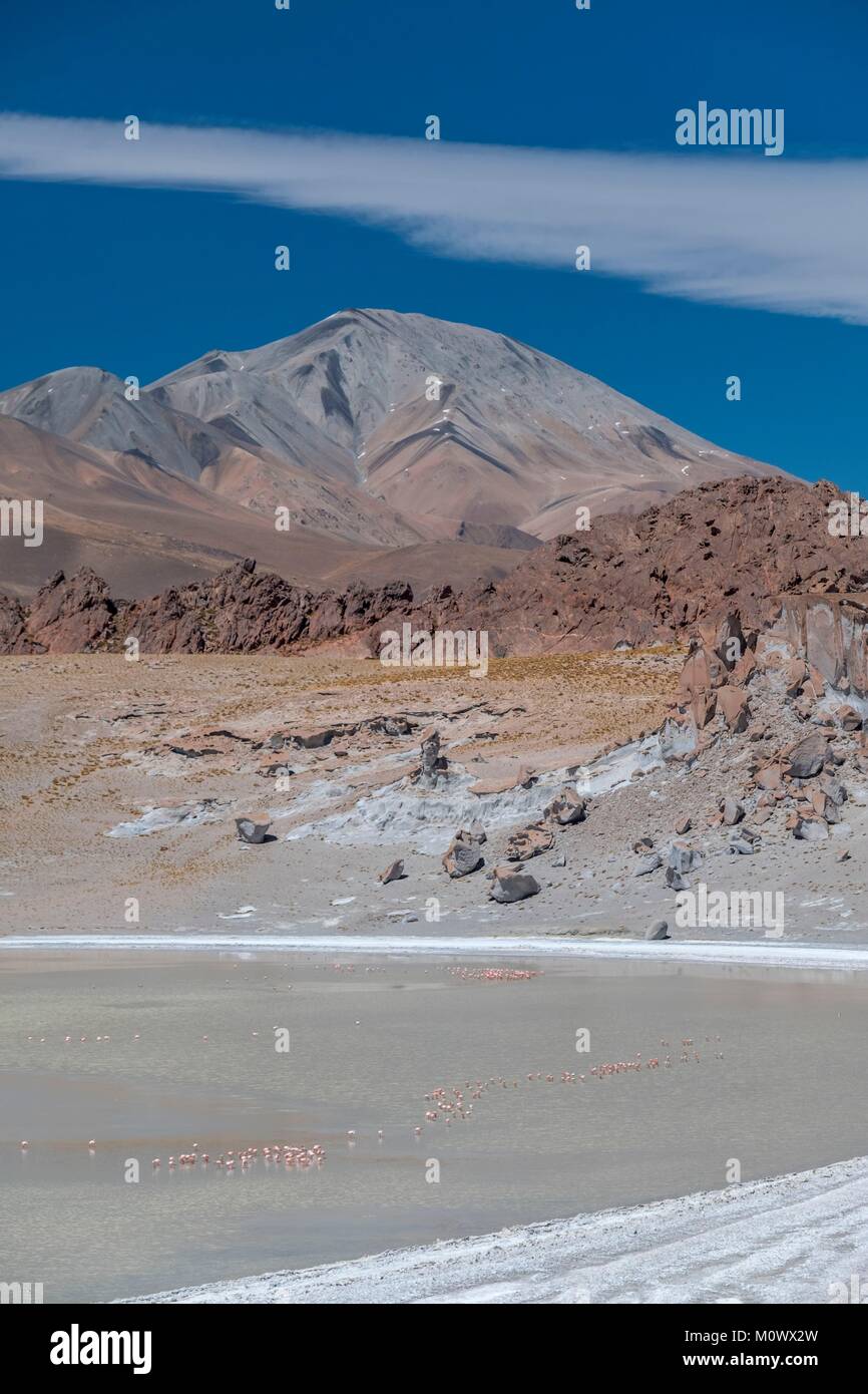 Argentina, provincia de Catamarca, el desierto puneño, El Peñón, James's flamingo (Phoenicoparrus jamesi) en la Laguna Grande en la ruta al volcan Galan Foto de stock