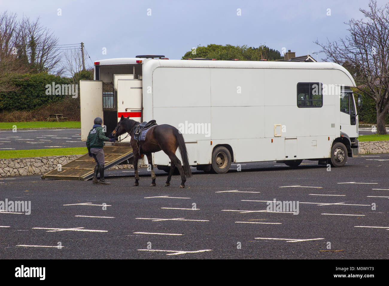 El caballo está preparado para entrar en un transportador luego de una larga caminata en Tollymore Park en el Condado de Down en Irlanda del Norte Foto de stock