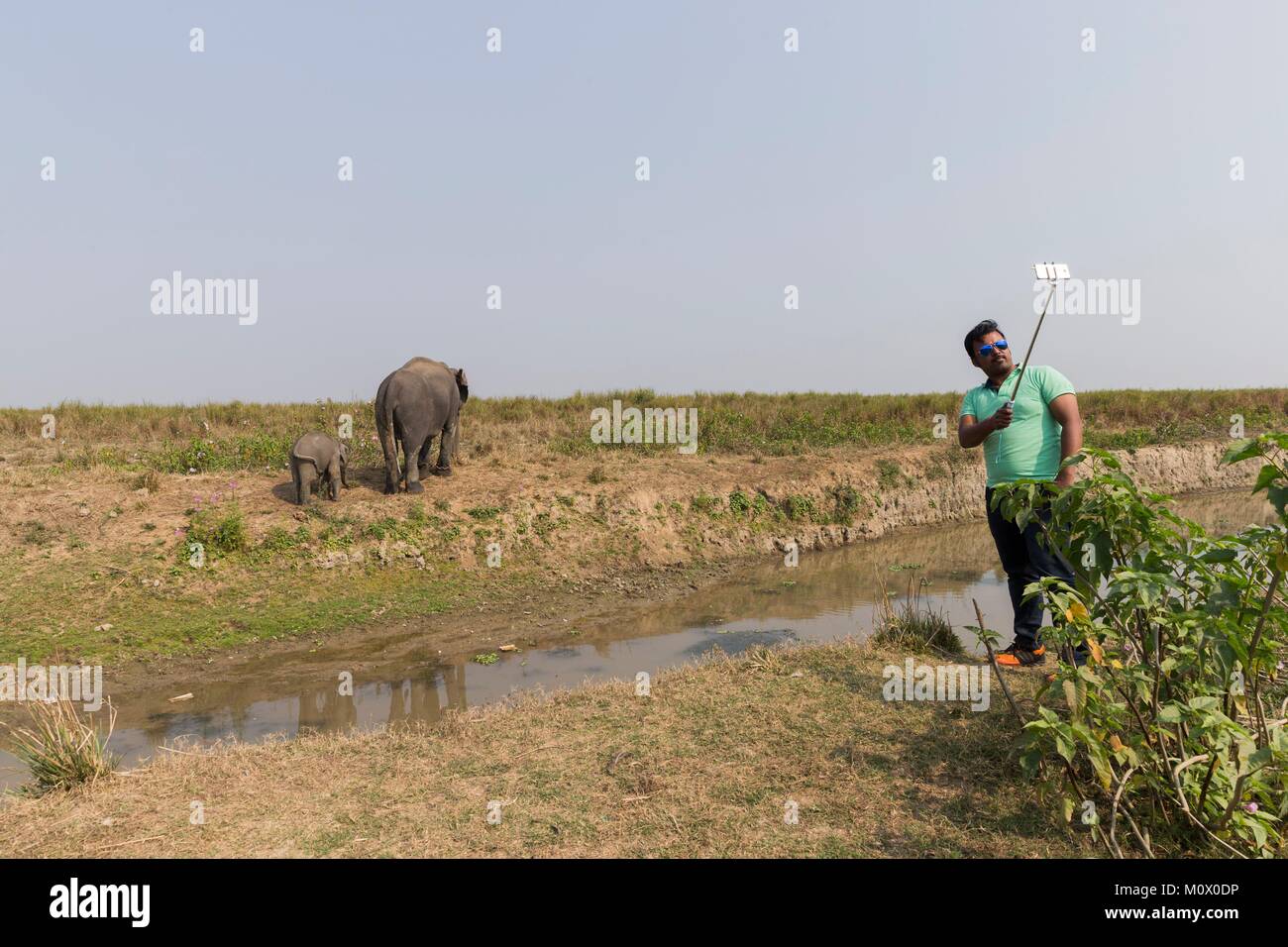La India, en el Estado de Assam, el Parque Nacional Kaziranga, domésticos elefante asiático (Elephas maximus) Uso en safaris en busca del rinoceronte indio asiático o en Foto de stock