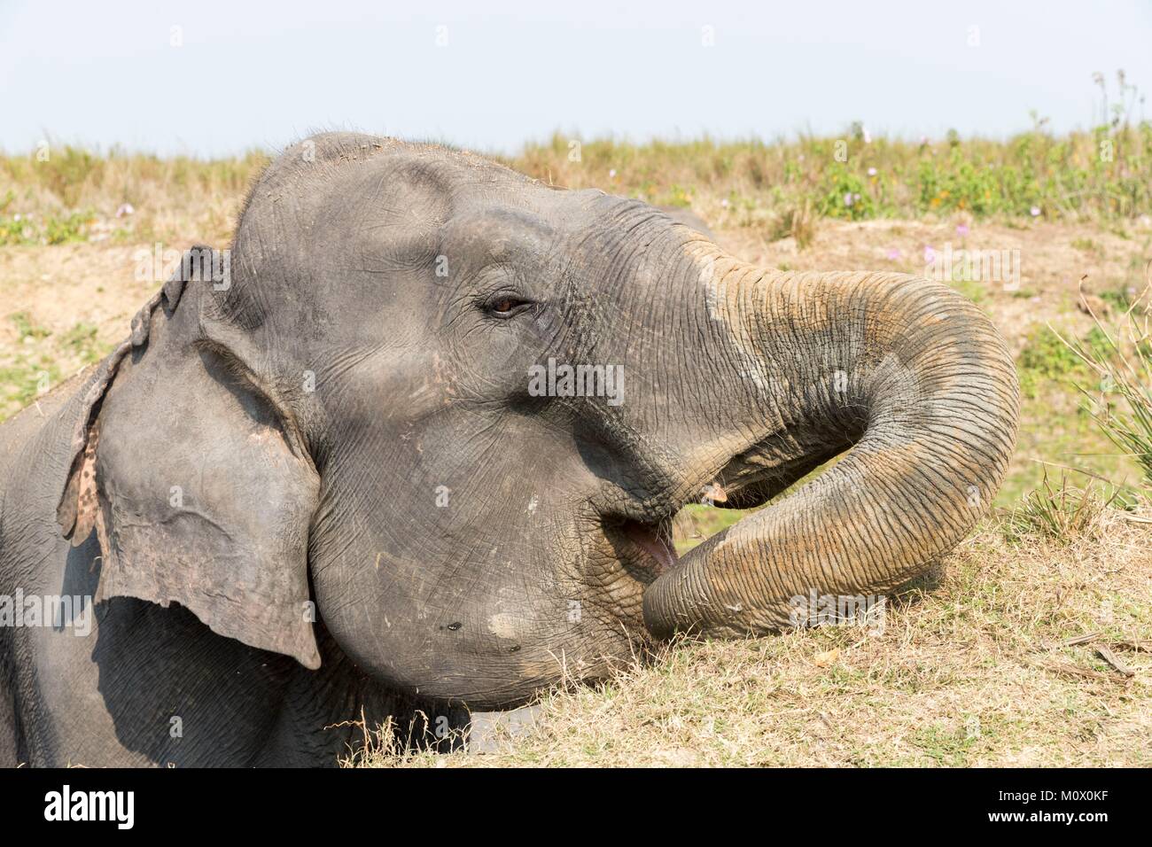 La India, en el Estado de Assam, el Parque Nacional Kaziranga, domésticos elefante asiático (Elephas maximus) Uso en safaris en busca del rinoceronte indio asiático o en Foto de stock