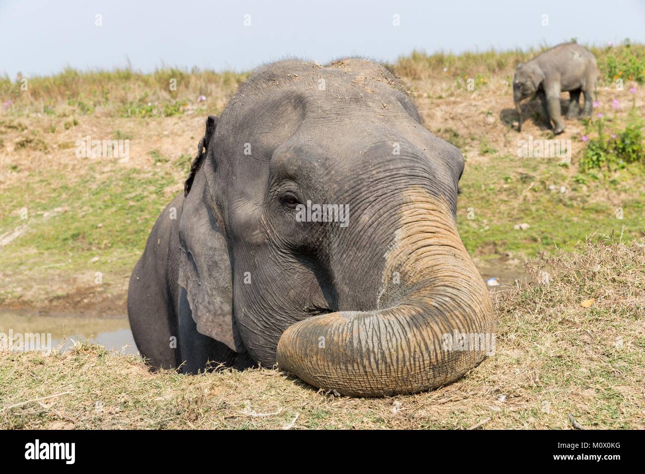 La India, en el Estado de Assam, el Parque Nacional Kaziranga, domésticos elefante asiático (Elephas maximus) Uso en safaris en busca del rinoceronte indio asiático o en Foto de stock