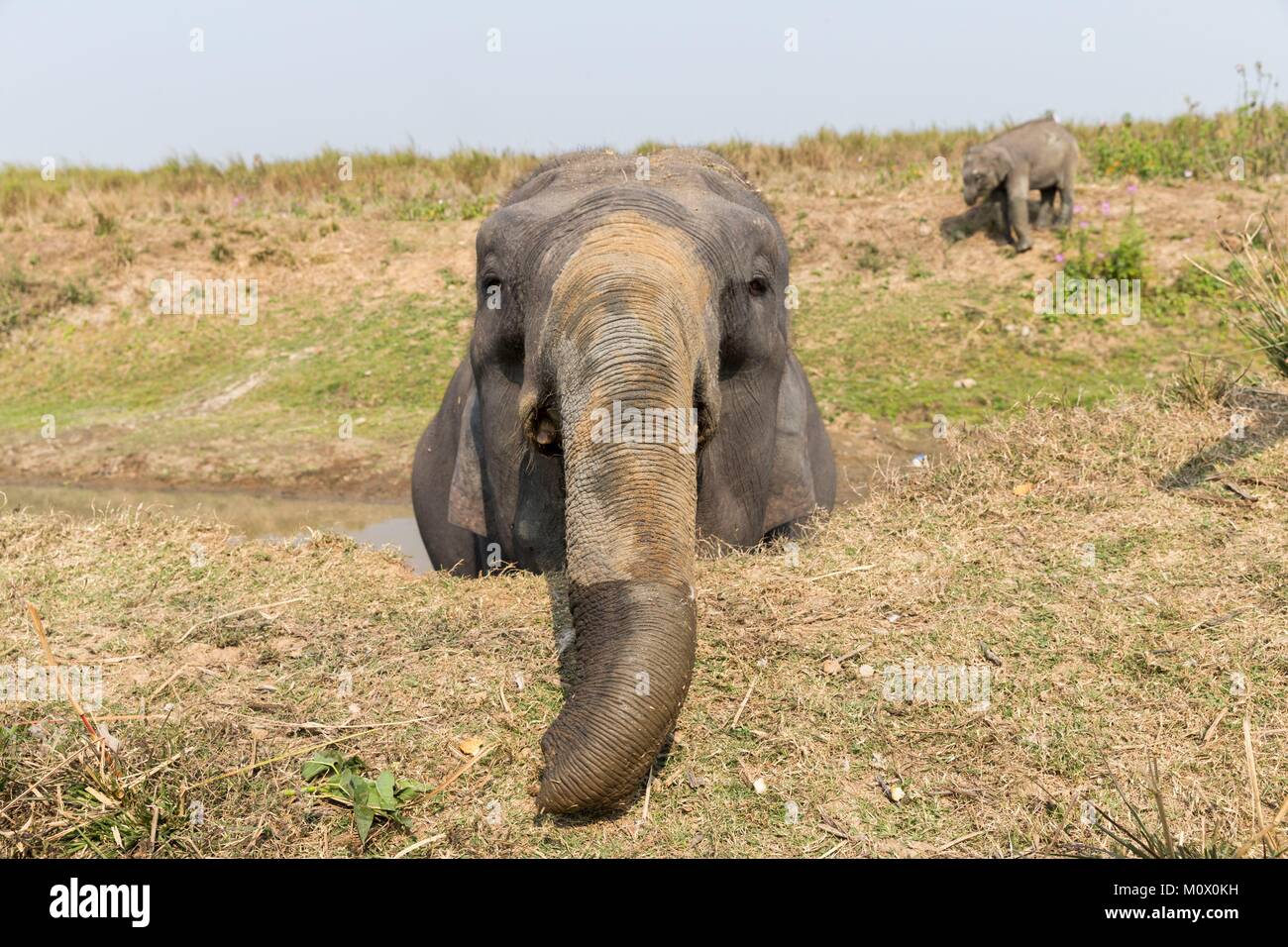 La India, en el Estado de Assam, el Parque Nacional Kaziranga, domésticos elefante asiático (Elephas maximus) Uso en safaris en busca del rinoceronte indio asiático o en Foto de stock