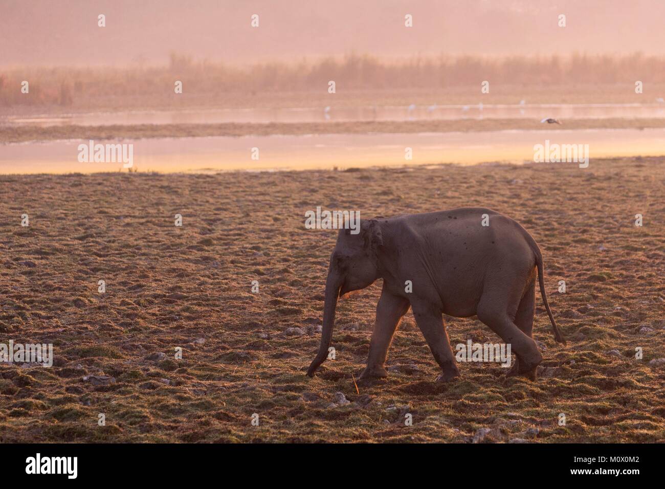 La India, en el Estado de Assam, el Parque Nacional Kaziranga, domésticos elefante asiático (Elephas maximus) Uso en safaris en busca del rinoceronte indio asiático o en Foto de stock