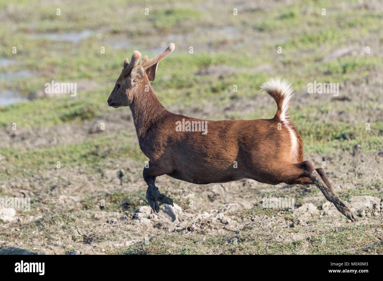 La India, en el Estado de Assam, el Parque Nacional Kaziranga, Hog ciervos ( Axis porcinus porcinus o Hyelaphus), varón adulto con terciopelos, ejecutando Foto de stock