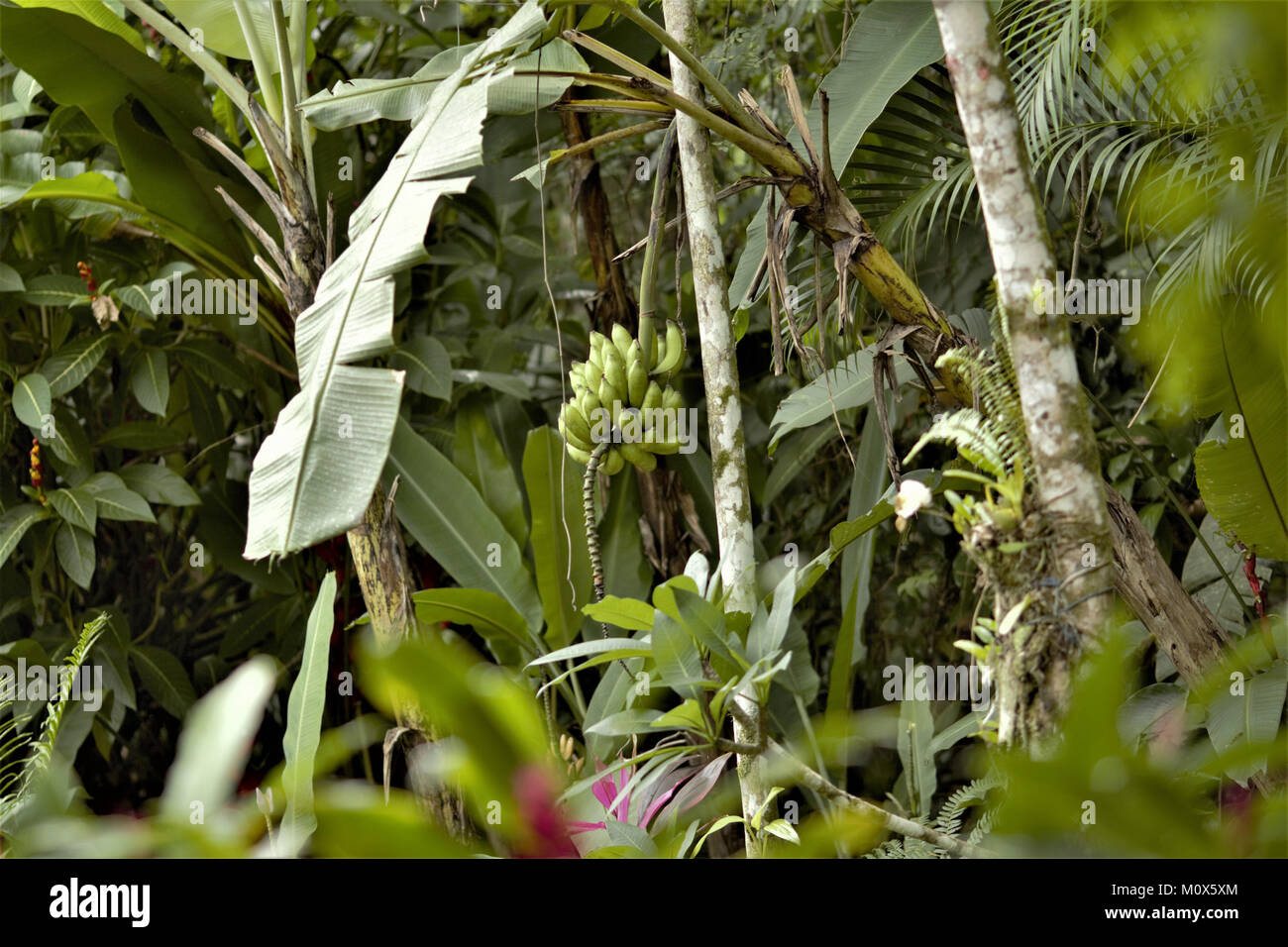 Árbol de plátano con algunas flores y vuela Foto de stock