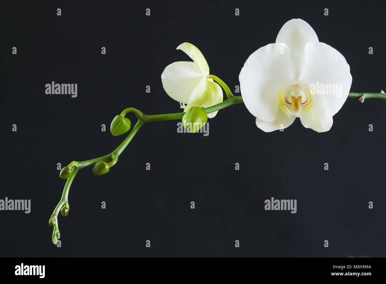 Rama con flores y capullos de orquídeas blancas sobre fondo negro  Fotografía de stock - Alamy