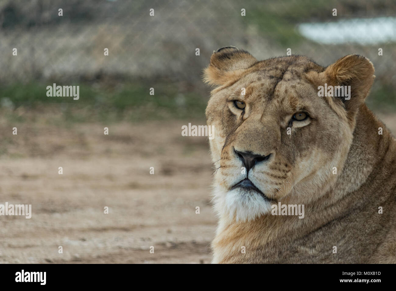 Safari madrid fotografías e imágenes de alta resolución - Alamy