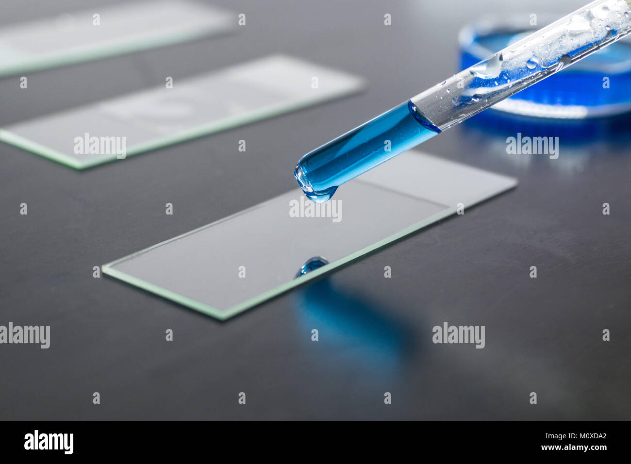 Pipeta gotero colocando substrance líquido azul sobre una lámina portaobjetos de microscopio, placa de Petri en el fondo Foto de stock