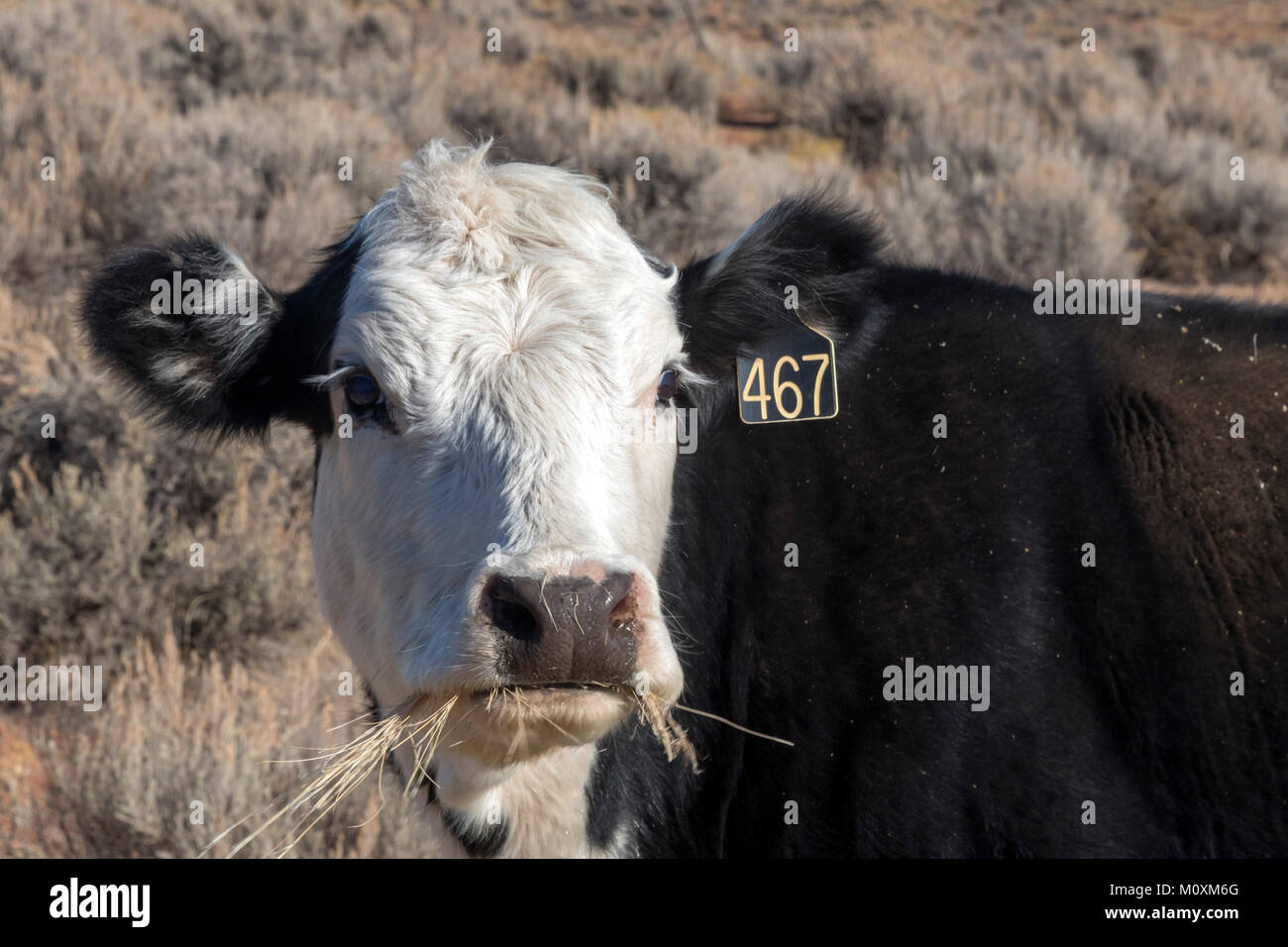 Aneth, Utah - una vaca en el campo abierto en el sureste de Utah. Foto de stock