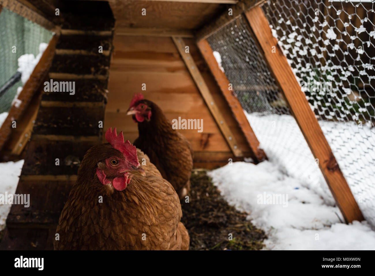 Brown pollos en pollo casero golpe en las zonas rurales el patio, en invierno. Foto de stock