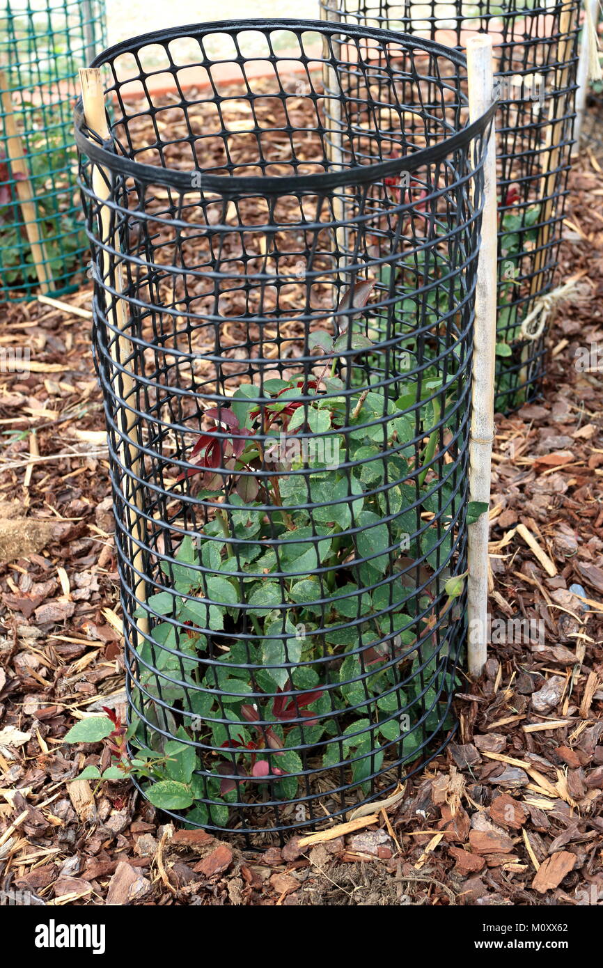 Protección de plantas de rosa con jaula de alambre duro para proteger las plantas de ser comido por los Conejos Foto de stock