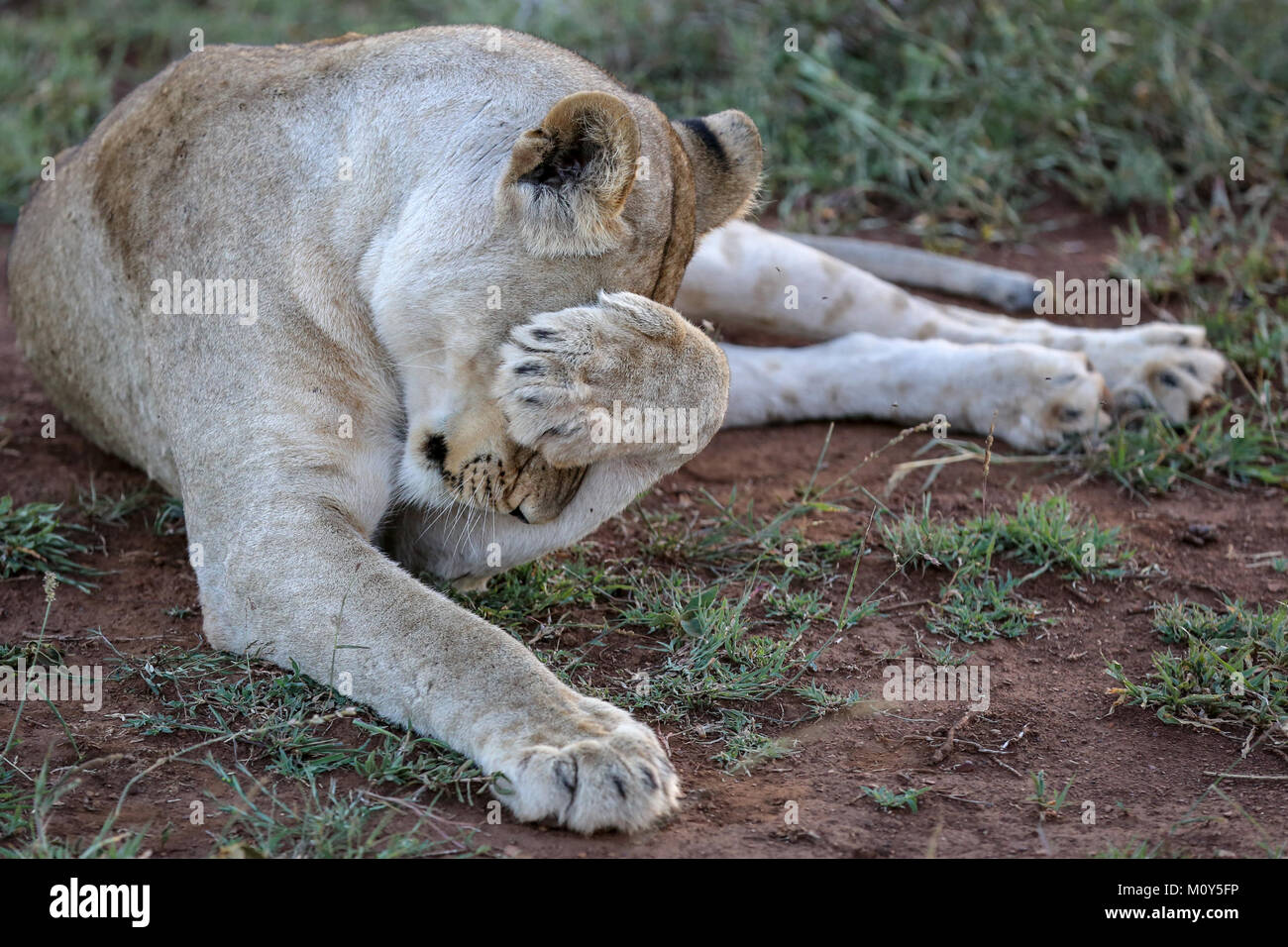 León adulto cubriéndole los ojos con una pata, por el que se establecen en los pastos. Foto de stock