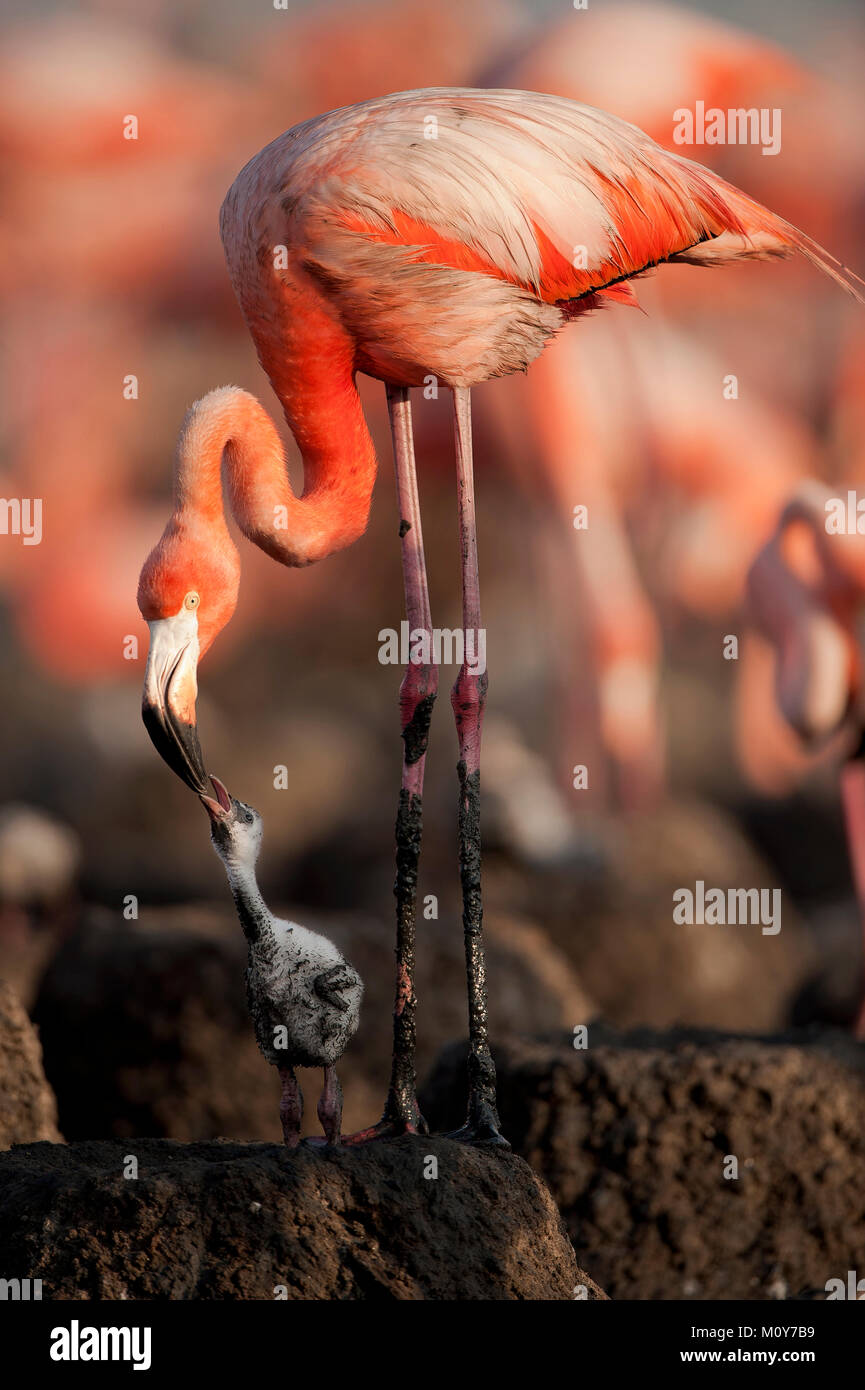 Bebé de aves del Caribe Flamingo. Una cálida y difusa bebé de aves del Caribe Flamingo, cerca de la principal. Foto de stock