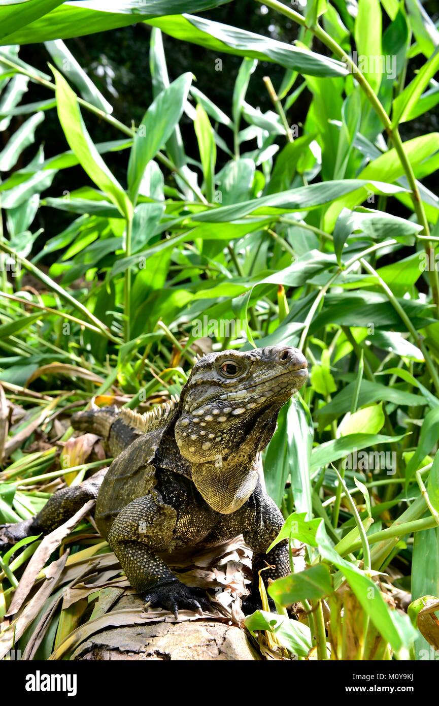 Iguana en el bosque. Rock cubano iguana (Cyclura nubila), también conocida como la iguana de tierra cubana. Foto de stock